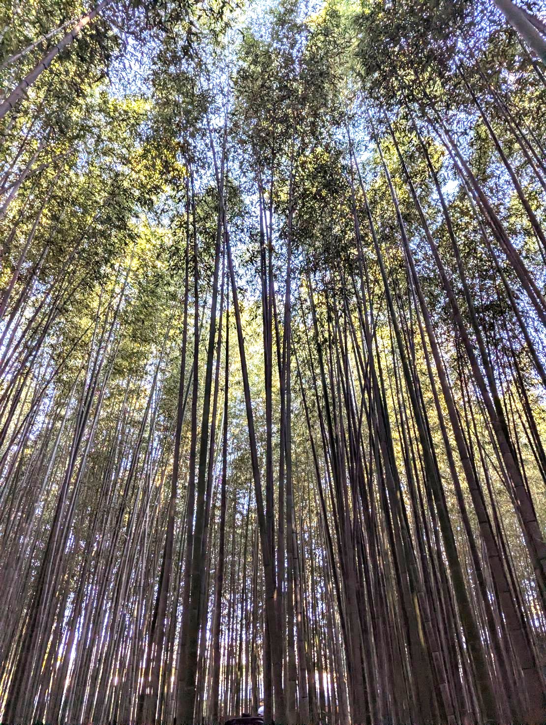 kyoto_bamboo.JPG
